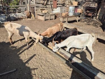 4 u birlikde 800 m
tek tek qiymet ferqlidir
- lalafo.az -da 4 u birlikde 800 m
tek tek qiymet ferqlidir
-