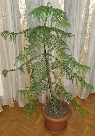 Araukariya (otaq şam ağacı). Sağlam, baxımlı və simmetrik formaya lalafo.az -da Araukariya (otaq şam ağacı). Sağlam, baxımlı və simmetrik formaya