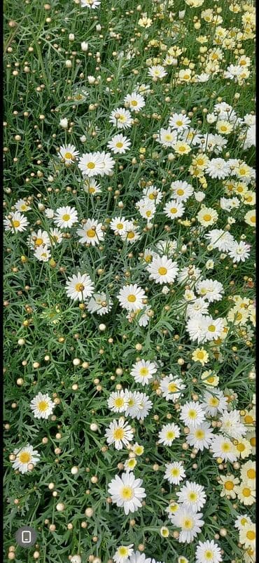 Məhsul: Argyranthemum (Marguerit papatyası) – çoxillik, bolçiçəkli lalafo.az -da Məhsul: Argyranthemum (Marguerit papatyası) – çoxillik, bolçiçəkli