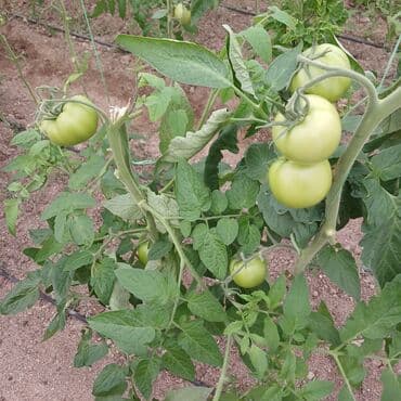 Соления: Məhsul: Yaşıl (tam yetişməmiş) pomidor Təsvir: - Istixana şəraitində at lalafo.az — 5 Соления: Məhsul: Yaşıl (tam yetişməmiş) pomidor Təsvir: - Istixana şəraitində — 5