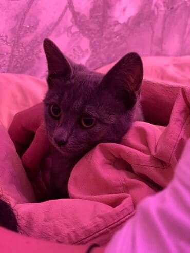 Britan, Yaxşı əllərə lalafo.az -da Britan, Yaxşı əllərə