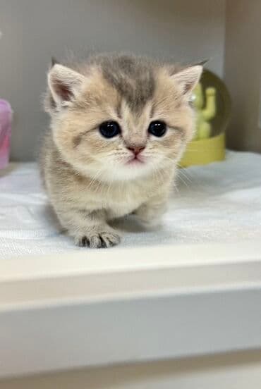 Britan, Dişi lalafo.az -da Britan, Dişi