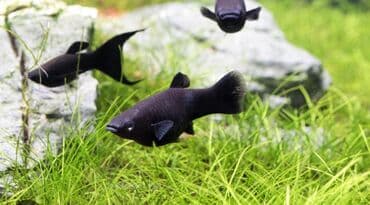 Akvarium__ fish: Molinezi, Sülhsevər, Ünvandan götürmə, Pulsuz çatdırılma, Ödənişli çatdırılma lalafo.az -da Akvarium__ fish: Molinezi, Sülhsevər, Ünvandan götürmə, Pulsuz çatdırılma, Ödənişli çatdırılma