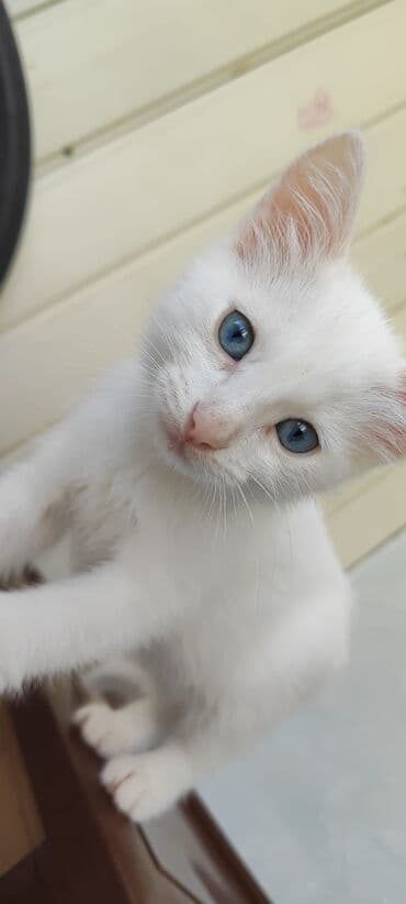 Yaxşı əllərə lalafo.az -da Yaxşı əllərə