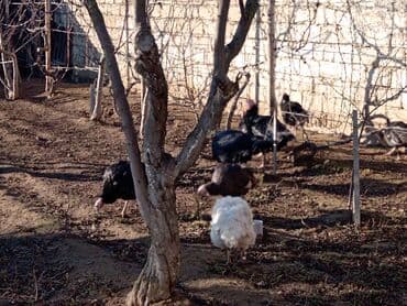 Hinduşka sürüsü – qara və ağ rəngli fərdlər hinduşkalar satilir lalafo.az -da Hinduşka sürüsü – qara və ağ rəngli fərdlər hinduşkalar satilir