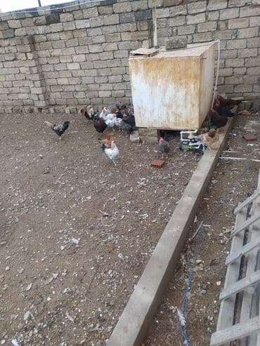 Toyuq, Damazlıq lalafo.az -da Toyuq, Damazlıq