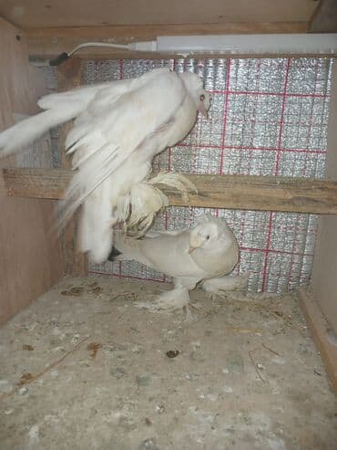 1 cut buxara. saglam quslardi lalafo.az -da 1 cut buxara. saglam quslardi