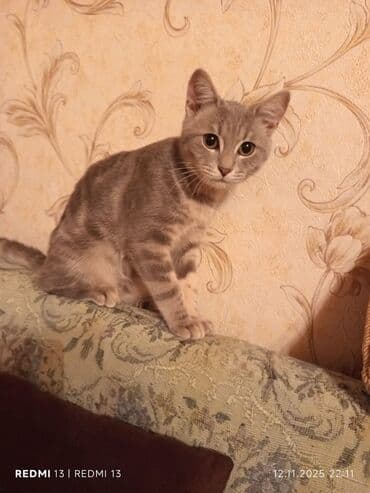 Tabbi, Yaxşı əllərə lalafo.az -da Tabbi, Yaxşı əllərə