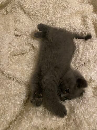 Britan lalafo.az -da Britan