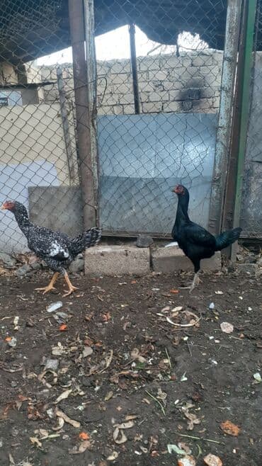 Xoruz, Ağdam, il: 2, Ünvandan götürmə lalafo.az -da Xoruz, Ağdam, il: 2, Ünvandan götürmə