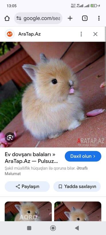 Ev dovşanı balası – dekorativ miniatür cins Xüsusiyyətlər: - Yumşaq lalafo.az -da Ev dovşanı balası – dekorativ miniatür cins Xüsusiyyətlər: - Yumşaq