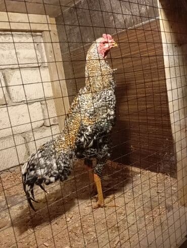 Mart becesidi barter yoxdu rial aliciya cuzi endirim ederem lalafo.az -da Mart becesidi barter yoxdu rial aliciya cuzi endirim ederem