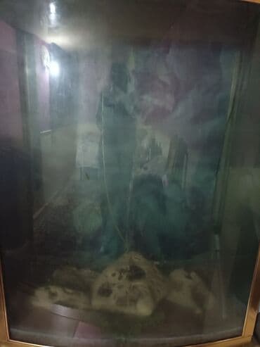 Böyük ölçülü qabarıq ön şüşəli akvarium və akvarium stendi + xarici lalafo.az -da Böyük ölçülü qabarıq ön şüşəli akvarium və akvarium stendi + xarici