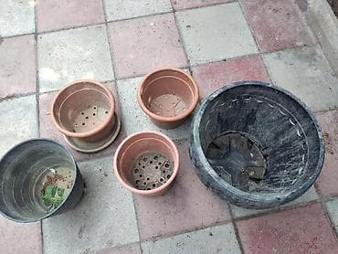 Dibçekler teze kimidilər qarajda galıb tozlanıblar qara cox böyükdü lalafo.az -da Dibçekler teze kimidilər qarajda galıb tozlanıblar qara cox böyükdü