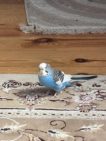 Ev muhabbet quşu – dalmatin/zolaqlı rəng - Növ: Budgerigar (muhabbet lalafo.az -da Ev muhabbet quşu – dalmatin/zolaqlı rəng - Növ: Budgerigar (muhabbet