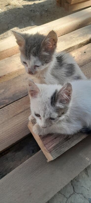 Yaxşı əllərə lalafo.az -da Yaxşı əllərə