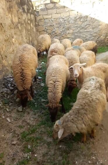 BOXAZ QOYUNLAR TEK TEK DƏ SATLIR lalafo.az -da BOXAZ QOYUNLAR TEK TEK DƏ SATLIR