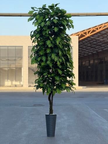 Bitki dərmanları: Böyük ölçülü dekorativ qapalı-açıq bitki (qazon ağacı görünüşlü) – lalafo.az -da — 2 Bitki dərmanları: Böyük ölçülü dekorativ qapalı-açıq bitki (qazon ağacı görünüşlü) – — 2