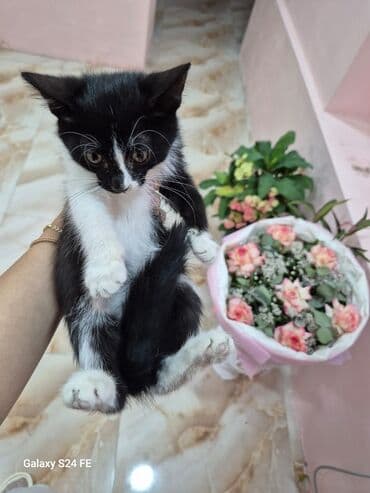 PULSUZ SAHİBLƏNDİRİLİR Bu bala 2aylıq erkəkdir,quma gedir,qurd dərmanı lalafo.az -da PULSUZ SAHİBLƏNDİRİLİR Bu bala 2aylıq erkəkdir,quma gedir,qurd dərmanı