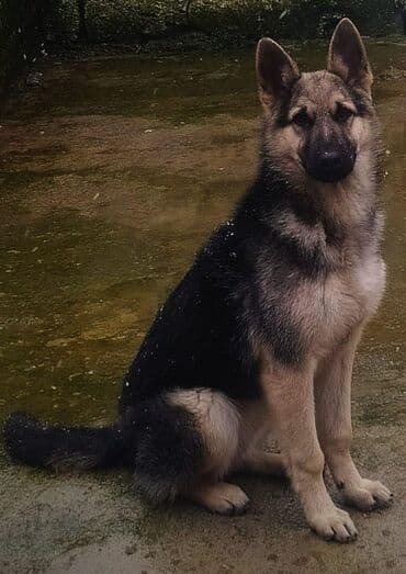 Alman çoban iti, 2 ay, Ünvandan götürmə lalafo.az -da Alman çoban iti, 2 ay, Ünvandan götürmə