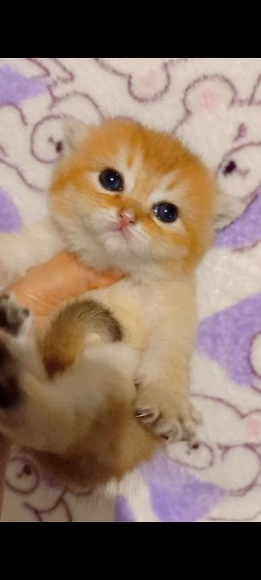 Qızıl şinşilla, Erkək lalafo.az -da Qızıl şinşilla, Erkək