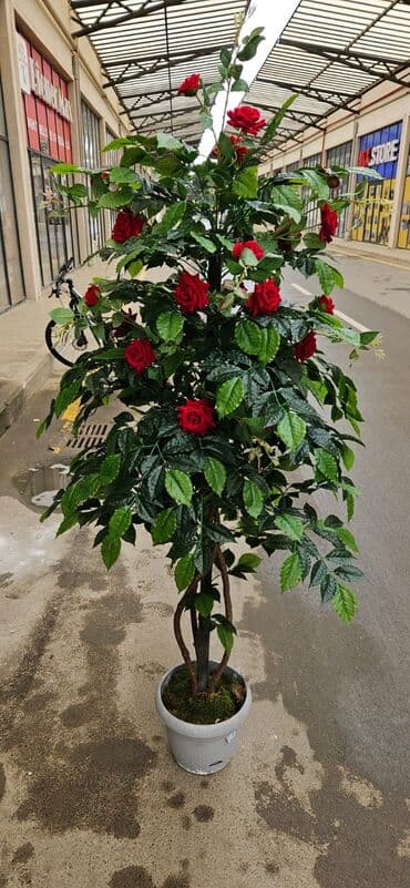 Другие растения: 90 man baslayan qiymetler yagisa gunese davamli suni agaclar at lalafo.az — 7 Другие растения: 90 man baslayan qiymetler yagisa gunese davamli suni agaclar — 7