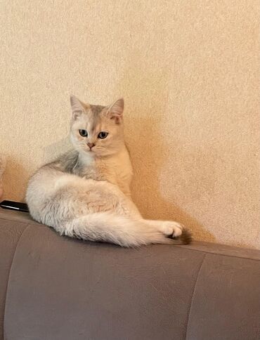 Britan, Erkək, Yaxşı əllərə, Ünvandan götürmə lalafo.az -da Britan, Erkək, Yaxşı əllərə, Ünvandan götürmə