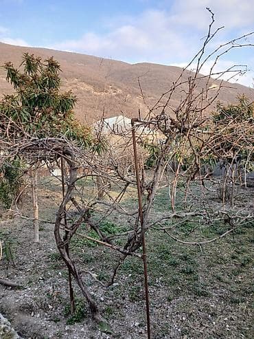 5 sot Biznes üçün, Qaz, İşıq, Su lalafo.az -da 5 sot Biznes üçün, Qaz, İşıq, Su