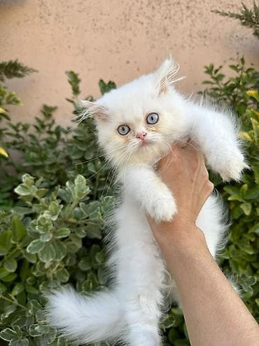 Fars lalafo.az -da Fars