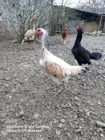 Təsvir:salam.hər heyvanın öz qiyməti var hamsını götüren olsa biraz lalafo.az -da — 13 Təsvir:salam.hər heyvanın öz qiyməti var hamsını götüren olsa biraz — 13