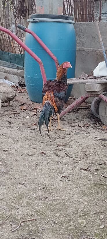 Xoruz, Heyratı, il: 1, Ünvandan götürmə, Ödənişli çatdırılma lalafo.az -da Xoruz, Heyratı, il: 1, Ünvandan götürmə, Ödənişli çatdırılma