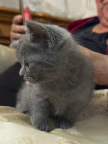 Boz tüklü balaca pişik balası 1 ana 3 bala pişikdir tək təkdə satılır lalafo.az -da Boz tüklü balaca pişik balası 1 ana 3 bala pişikdir tək təkdə satılır