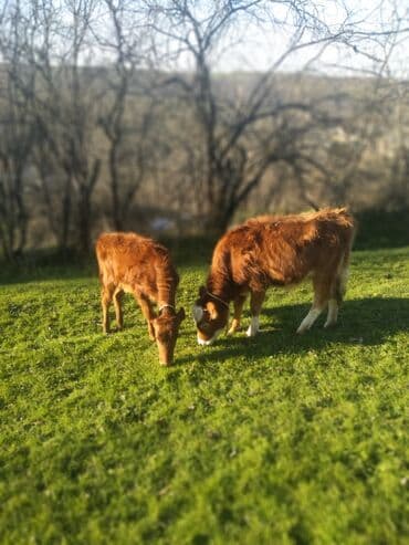 2 ədəd dişi Danalar satılır ətraflı məlumat üçün buyurub əlaqə saxlaya lalafo.az -da 2 ədəd dişi Danalar satılır ətraflı məlumat üçün buyurub əlaqə saxlaya