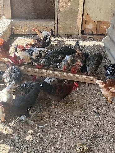 İlk günündən özüm böyütdüyüm heyvanlardi hər biri sağlamdir fərələr lalafo.az -da İlk günündən özüm böyütdüyüm heyvanlardi hər biri sağlamdir fərələr