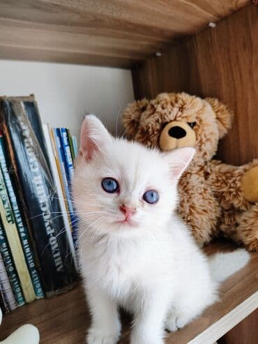 Britan lalafo.az -da Britan