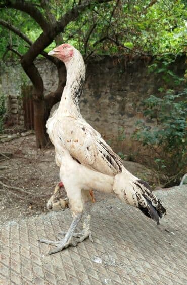 Təsvir:salam.hər heyvanın öz qiyməti var hamsını götüren olsa biraz lalafo.az -da — 14 Təsvir:salam.hər heyvanın öz qiyməti var hamsını götüren olsa biraz — 14