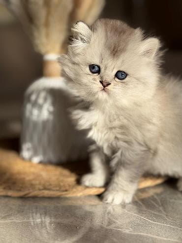 Britaniya uzun tüklü pişik balaları - Cins: British Longhair (uzun lalafo.az -da Britaniya uzun tüklü pişik balaları - Cins: British Longhair (uzun