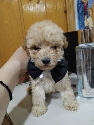 Pudel, 1 ay, Erkek lalafo.az -da Pudel, 1 ay, Erkek