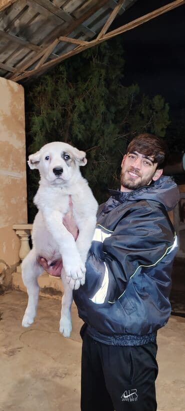 Alabay, 2 ay, Erkek, Sənədli lalafo.az -da Alabay, 2 ay, Erkek, Sənədli