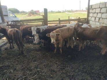 Erkək, il: 1, 179 kq, Damazlıq lalafo.az -da Erkək, il: 1, 179 kq, Damazlıq