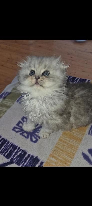 Qızıl şinşilla lalafo.az -da Qızıl şinşilla