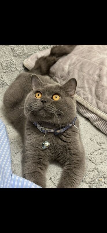 Cütləşdirilir erkek pişiyikdi 1yaşı var lalafo.az -da Cütləşdirilir erkek pişiyikdi 1yaşı var