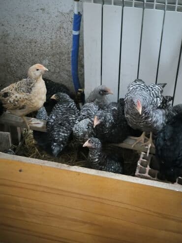 Toyuq cücələri, Damazlıq lalafo.az -da Toyuq cücələri, Damazlıq