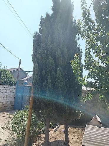 Məhsul: 2 Hündür həmişəyaşıl süs ağacı (servi tipli)Şam ağacları lalafo.az -da Məhsul: 2 Hündür həmişəyaşıl süs ağacı (servi tipli)Şam ağacları