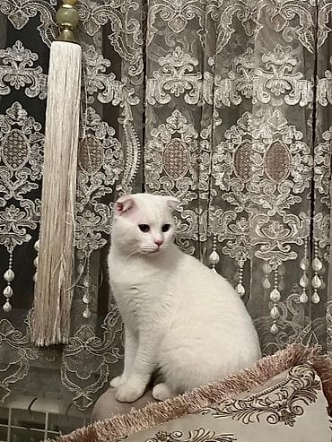 Шотладская вислоухая, Самец, Самовывоз at lalafo.az Шотладская вислоухая, Самец, Самовывоз
