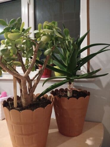 Məhsul: Daxili dekor üçün saksı bitkiləri – aloe (Aloe vera/aloe lalafo.az -da Məhsul: Daxili dekor üçün saksı bitkiləri – aloe (Aloe vera/aloe