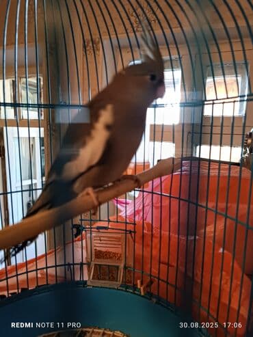 Bir dənə 5 ay 14 günlük günlük korela balası Saglamdir öz quşlarımın lalafo.az -da Bir dənə 5 ay 14 günlük günlük korela balası Saglamdir öz quşlarımın