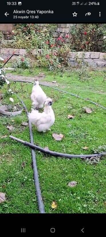 - Cins: Yapon (Silkie/İpək) dekorativ toyuq - Rəng: ağ - lalafo.az -da - Cins: Yapon (Silkie/İpək) dekorativ toyuq - Rəng: ağ -