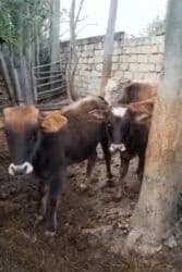 Dana, buzov, Erkək, ay: 10, 65 kq, Damazlıq, Ünvandan götürmə lalafo.az -da Dana, buzov, Erkək, ay: 10, 65 kq, Damazlıq, Ünvandan götürmə