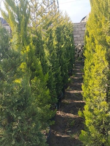 Bağ və landşaft üçün qapalı qablarda əkilmiş dekorativ bitkilər - lalafo.az -da Bağ və landşaft üçün qapalı qablarda əkilmiş dekorativ bitkilər -